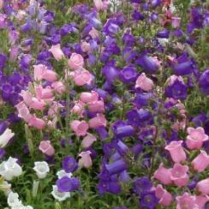 Picture of Canterbury Bells - Crown Single Mixed